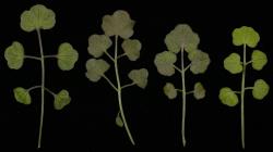 Cardamine unguiculus. Rosette leaves with prominent veins.
 Image: P.B. Heenan © Landcare Research 2019 CC BY 3.0 NZ